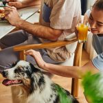 How to Look for Pet-Friendly Apartments for Rent in Columbia South Carolina